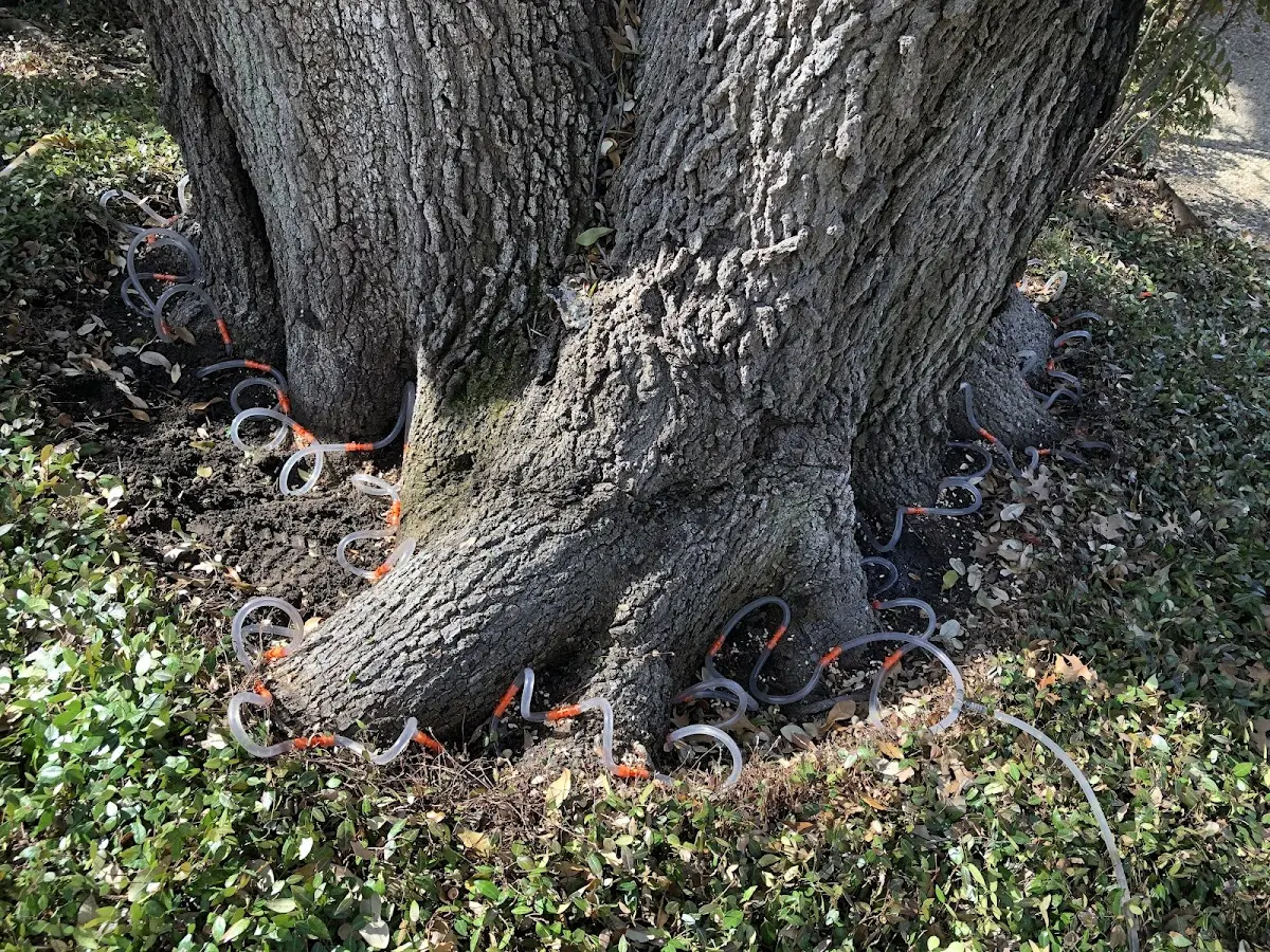 Detailed Tree Cabling and Bracing job site in El Dorado Hills