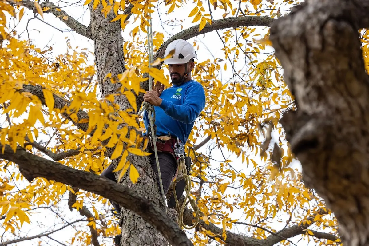 Skilled Tree Pruning crew working in El Dorado Hills