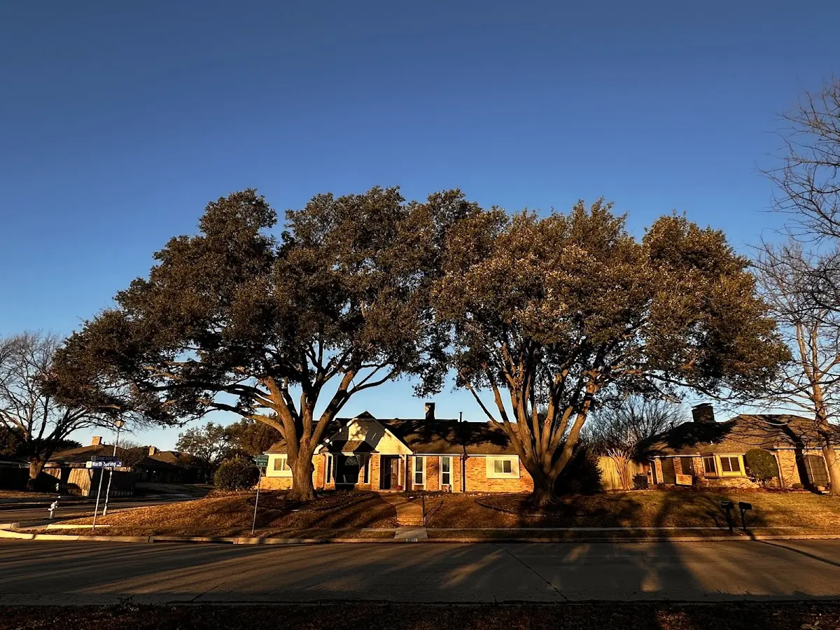 Established residential canopy tree shading a home in El Dorado Hills