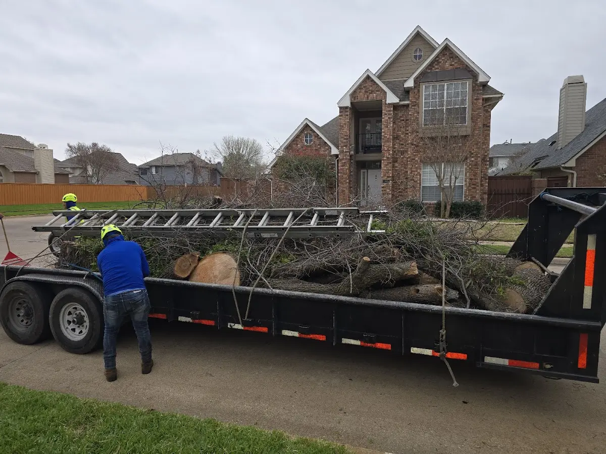 Expert Tree Removal with proper safety equipment in El Dorado Hills